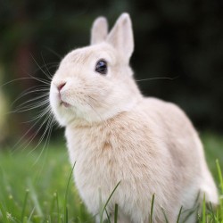 Bad Rabbit Behavior - Some Common Rabbit Problems Addressed.